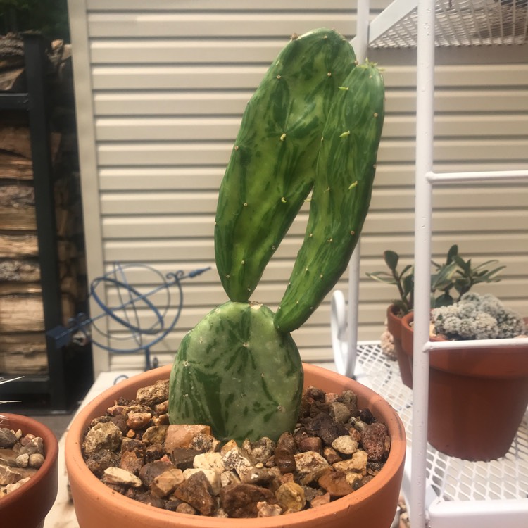 plant image 704517