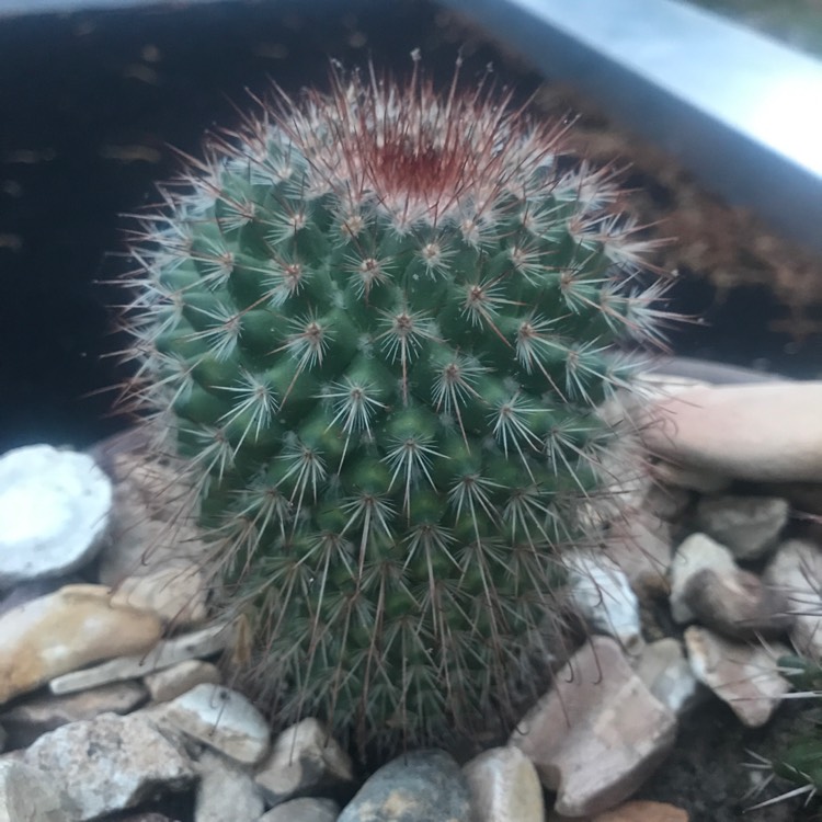 Plant image Mammillaria spinosissima