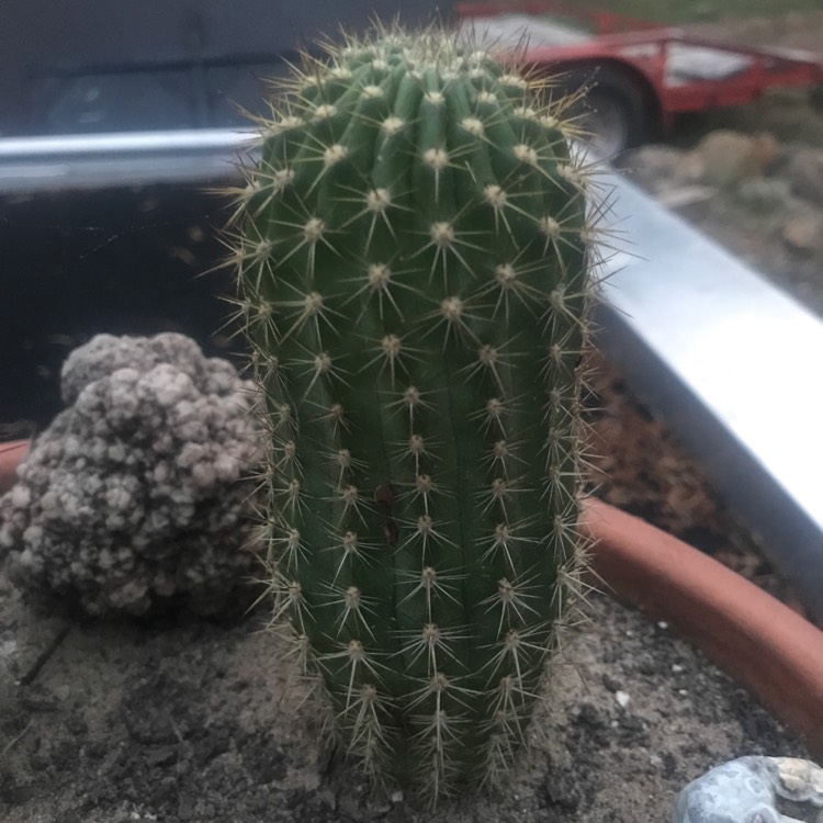 Plant image Trichocereus grandiflorus hybrid