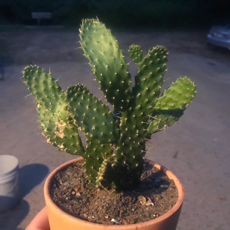Plant image Consolea falcata syn.Opuntia falcata