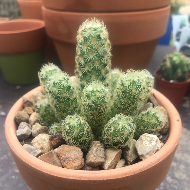 plant image 758964