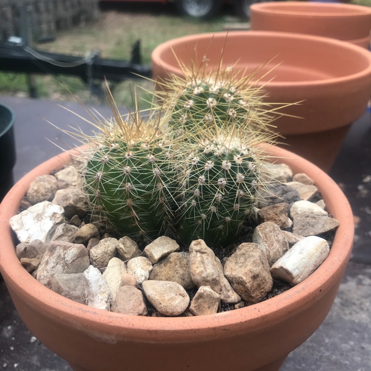 Plant image Trichocereus tersheckii syn. Echinopsis terscheckii