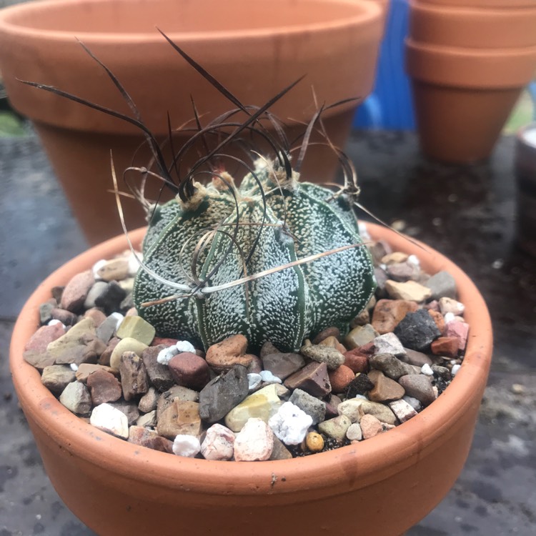 Plant image Astrophytum capricorne