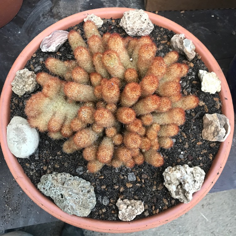 plant image 769848