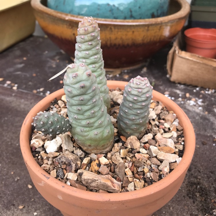 Plant image Tephrocactus articulatus 'Strobiliformis' syn. Tephrocactus articulatus var. strobiliformis