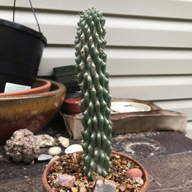 plant image 866758