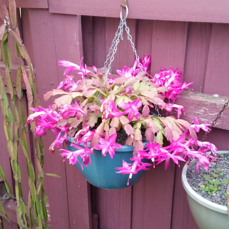 plant image 1066035