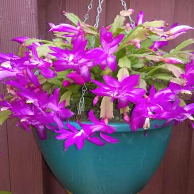 Schlumbergera truncata Millie