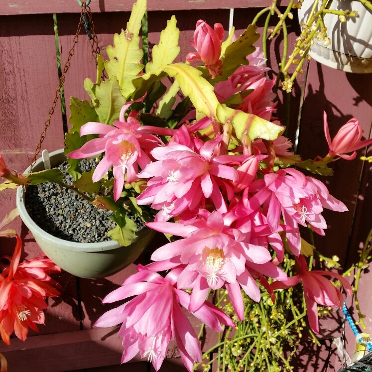 plant image 892124