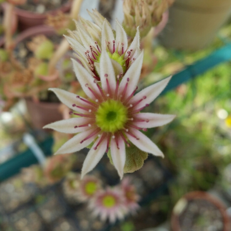 plant image 943957