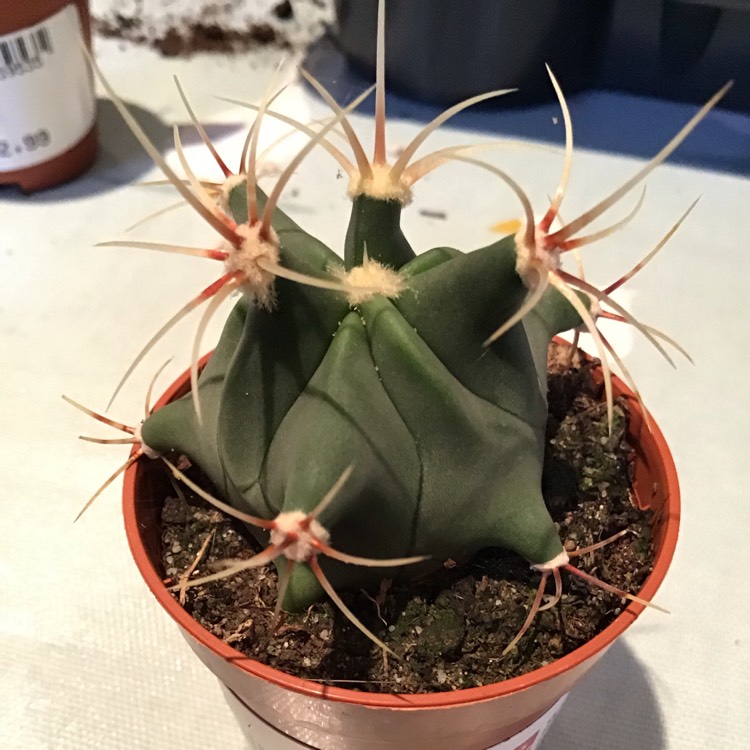 plant image 1198143
