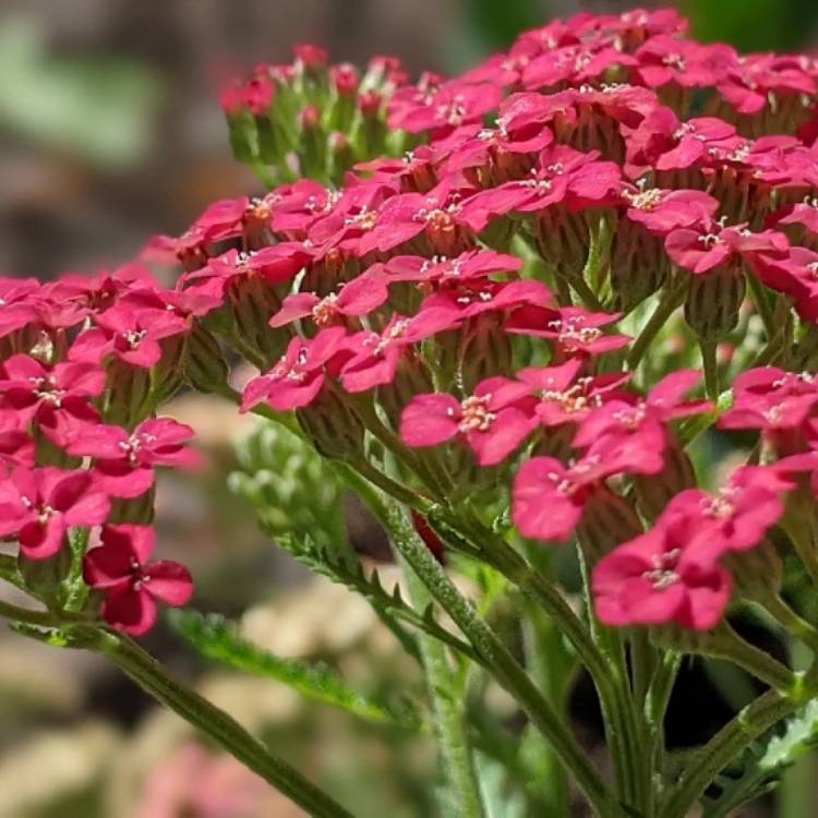 plant image 1537119