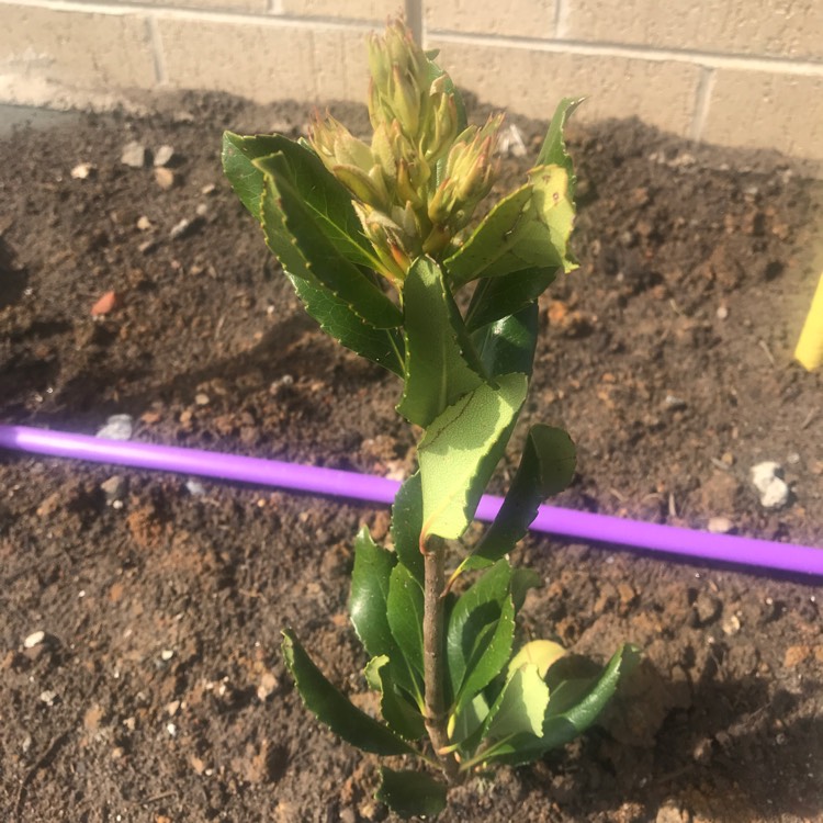 Plant image Rhaphiolepis indica 'Pink Lady'