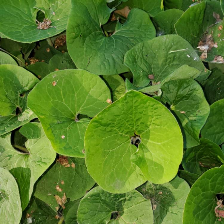 Plant image Asarum caudatum
