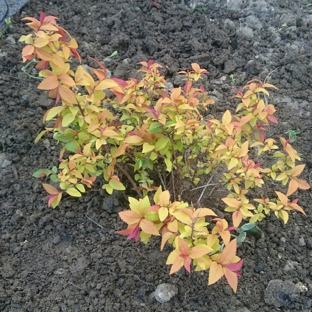 Plant image Spiraea japonica 'Golden Princess'