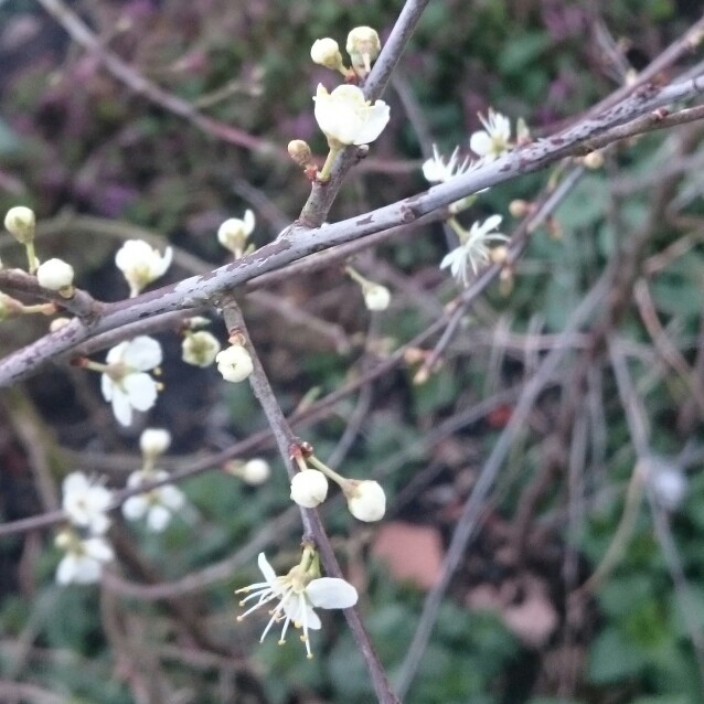 Prunus Spinosa