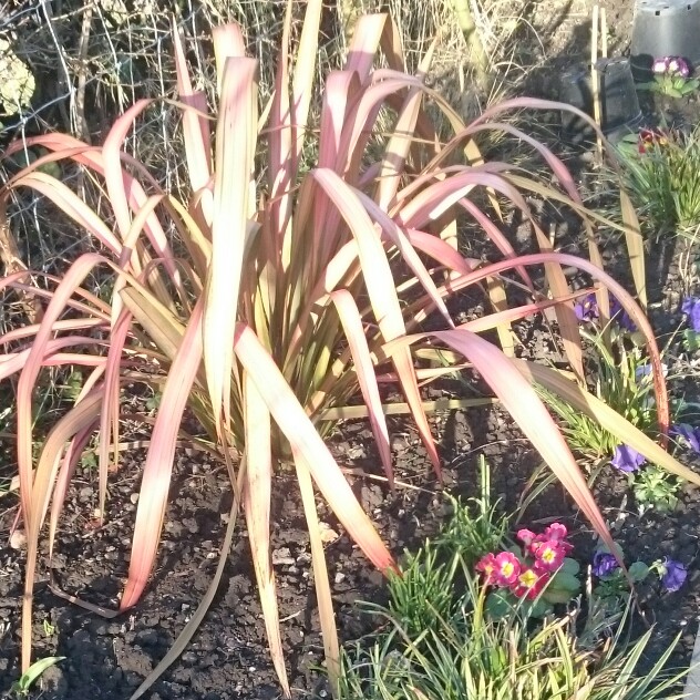 Phormium 'Evening Glow'