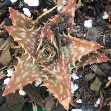 Aloe 'Juvenna'