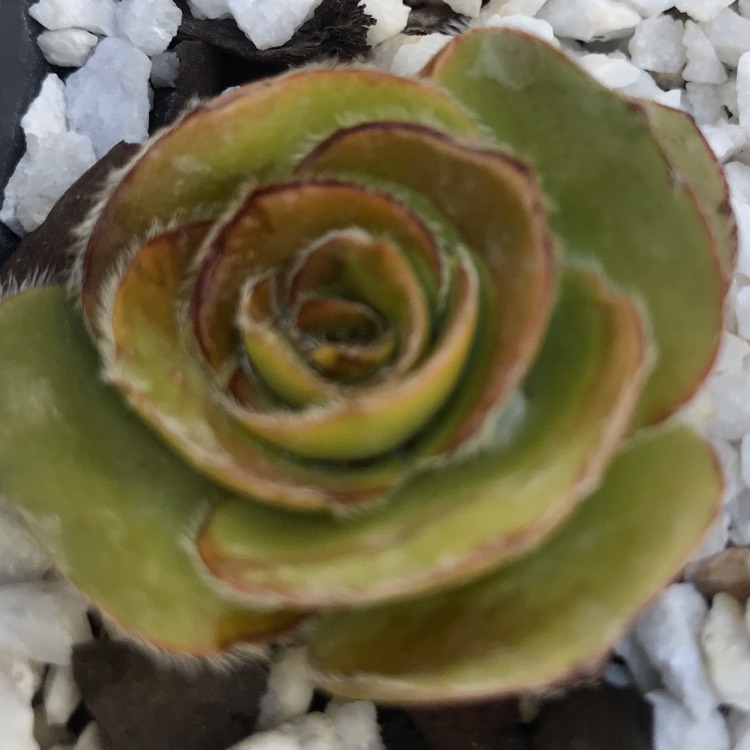 Plant image Crassula 'Roger Jones'