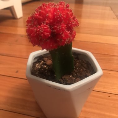 Gymnocalycium mihanovichii (Graft)