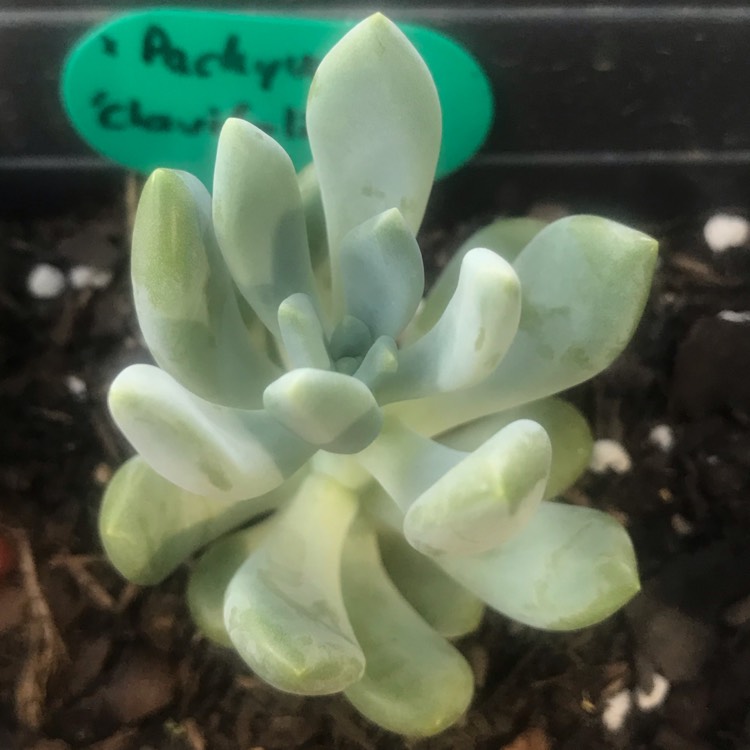 plant image 1209524