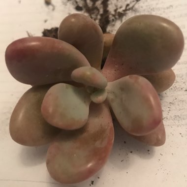 Graptopetalum Amethystinum