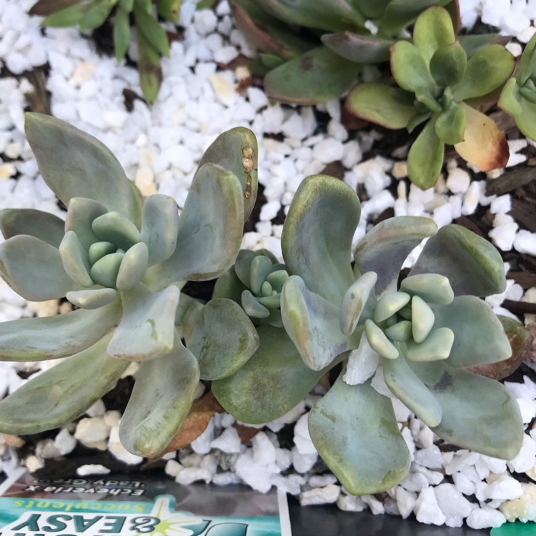Plant image Echeveria Lady grey
