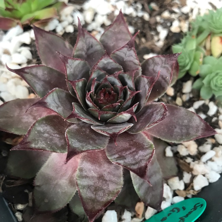 plant image 1216488