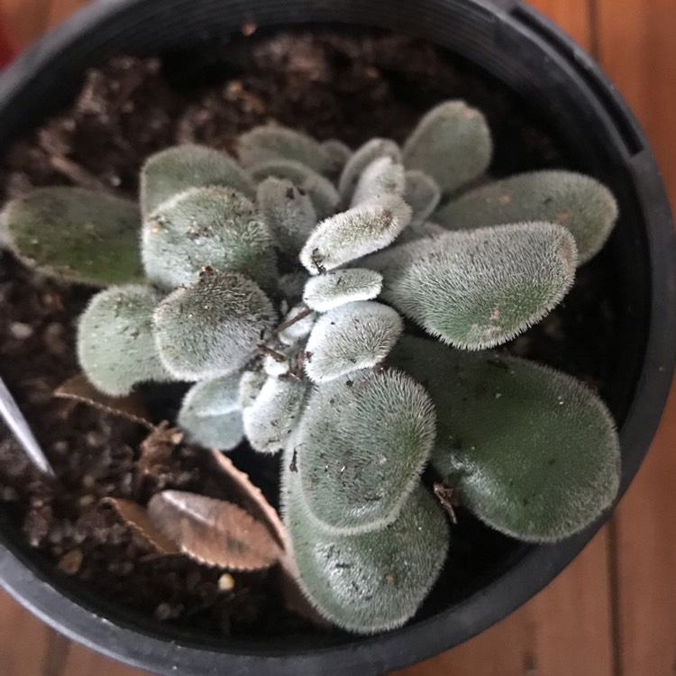 Plant image Echeveria Leuchotrica Cristata