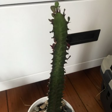 Euphorbia trigona rubra