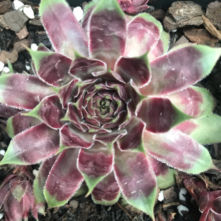 Plant image Sempervivum Purple Dazzler