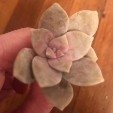 Graptopetalum Superbum