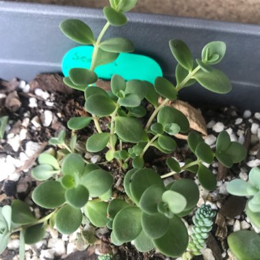 Hylotelephium Sunsparkler Lime Zinger