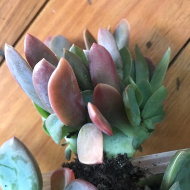xGraptoveria Fred Ives Cristata