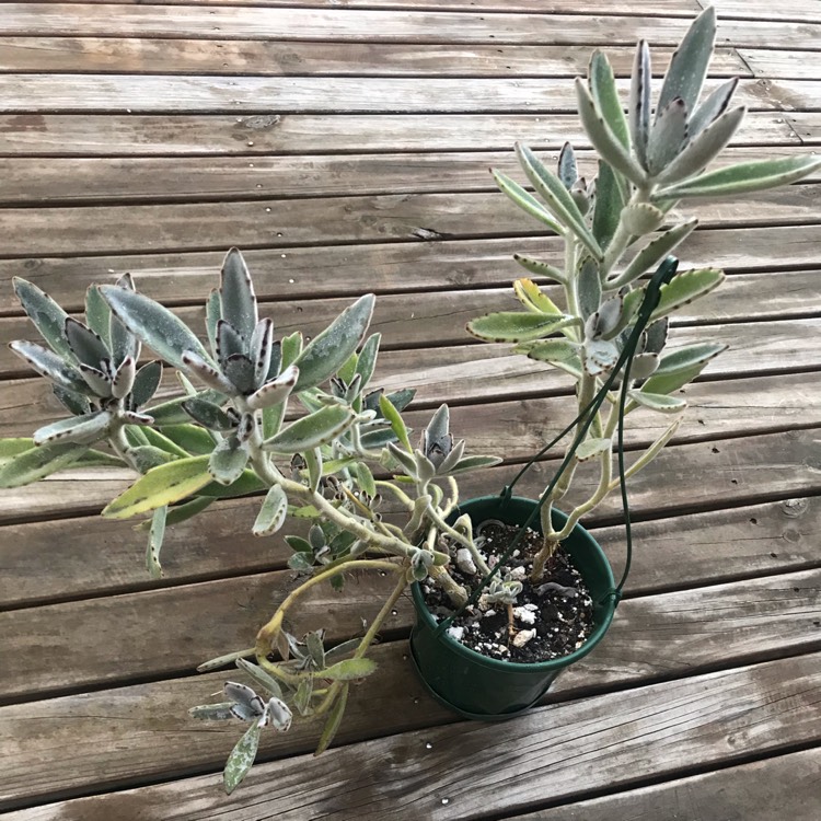 Plant image Kalanchoe Tomentosa Golden Girl
