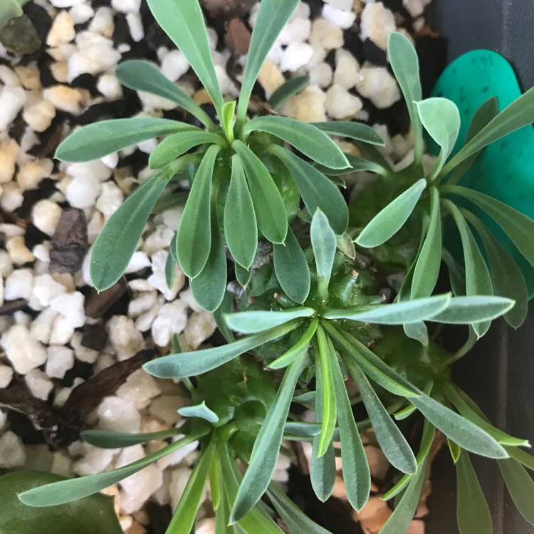 Plant image Euphorbia x japonica syn. Euphorbia cv. Cocklebur