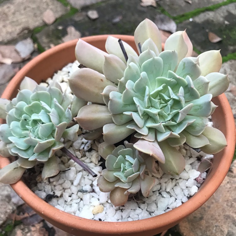 Plant image Echeveria Pinwheel Revolution