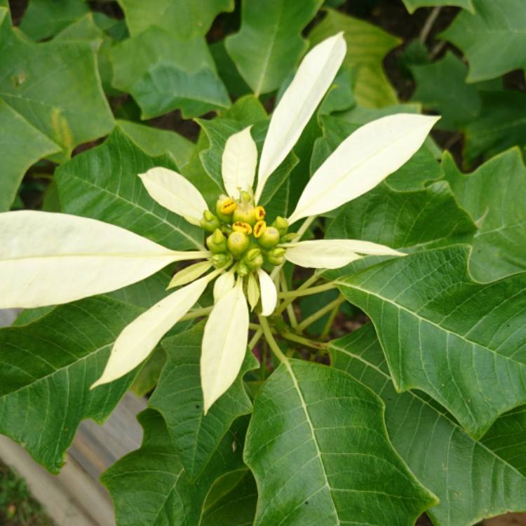 Plant image Euphorbia pulcherrima 'Fislemon' syn. Euphorbia pulcherrima 'Lemon Snow'
