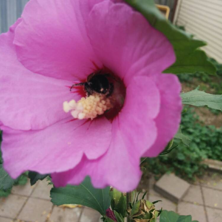 plant image 199770