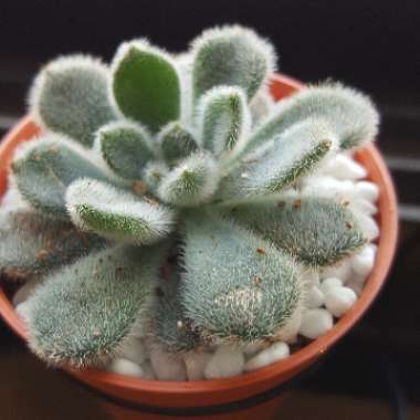 Echeveria 'Setosa var. Setosa'