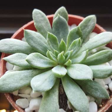 Graptopetalum 'Rusbyi'