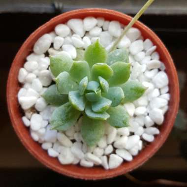 Echeveria 'Prolifica'