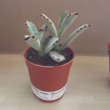 Kalanchoe 'Tomentosa'