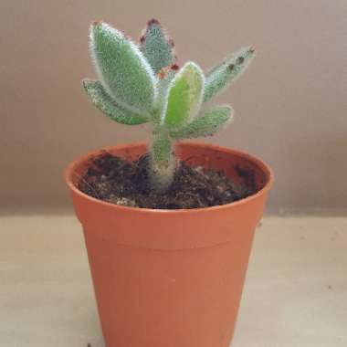 Kalanchoe 'Tomentosa'