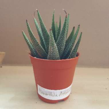 Hankey Dwarf Aloe