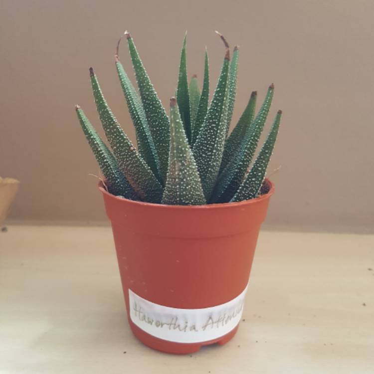 Plant image Haworthiopsis attenuata var. radula syn. Haworthia attenuata var. radula, Haworthia radula