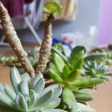 Caleb's garden