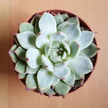 Echeveria Chihuahuaensis