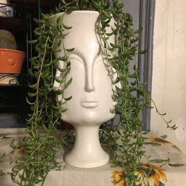 Senecio Radicans Glauca