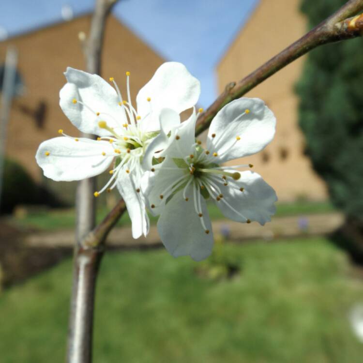 Plant image Prunus domestica 'Victoria'